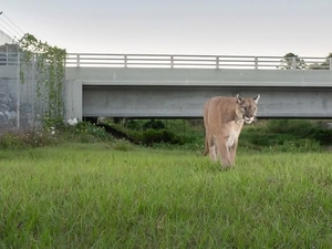 To avoid becoming roadkill, Florida panthers need critter crossings