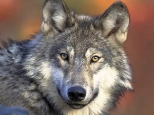 Divisions emerge as WA looks to retool its wolf shooting rules