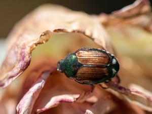 Washington begins annual invasive pest survey