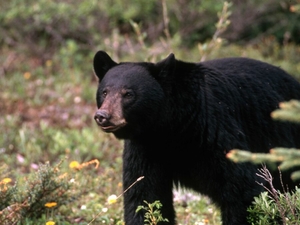 Fish and Wildlife Commission probe finds wrongdoing, doesn’t recommend punishment