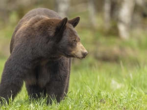 WA Fish and Wildlife commissioner accuses agency director of retaliation