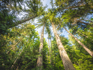 Environmental groups sue to stop 400 acres of logging in WA’s Elwha Watershed
