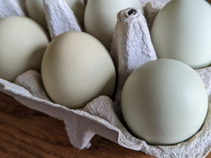 Egg facility inspections in WA still falling short of state requirements