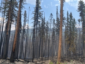 WA looks to boost salvage logging as wildfires scorch record amount of state land