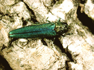 Invasive beetle arrives in eastern Washington, threatens ash trees