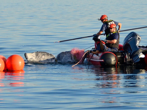 Washington among 4 states with highest rate of whale entanglements, report shows