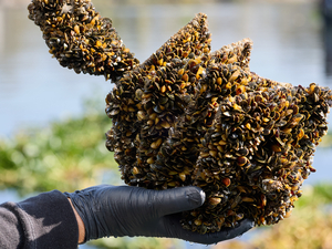 California scales back golden mussel safeguards at vital reservoir, alarming experts