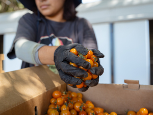 ‘Kids are actually eating the food’: State expands lunch program that pairs schools with farms