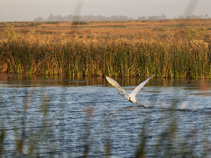 Controversial swan hunt appears to work: California’s mute swan population drops