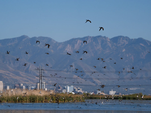 Salt Lake City Council members agree to slow down sale of land near Great Salt Lake to the state