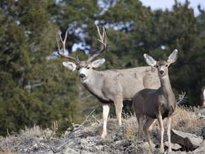 Utah wildlife officials use $3.4 million from hunting, fishing license sales for habitat restoration