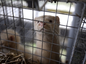 Animal welfare groups criticize response to bird flu outbreak at Utah mink farm