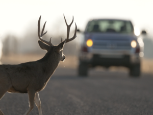 Utahns should watch out for deer on the roads as nights grow longer, DWR says