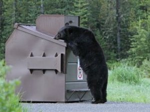 Drought leads to ‘unprecedented’ black bear conflicts in Wyoming