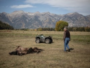 Terry Schramm shows the latest of the Walton Ranch's cattle killed by wolves on September 20, 2016, in Jackson. The U.S. Fish and Wildlife Service authorized the removal of four wolves from the nearby Pinnacle Peak Pack following the loss of cattle in Spring Gulch. (Ryan Dorgan)