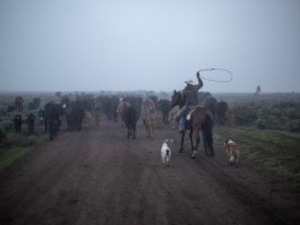 A cowboy drives cattle toward summer grazing pasture on U.S. Forest Service land June 22, 2020, along the Green River near Cora. (Ryan Dorgan)