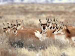 Oil and gas leases threaten big game migration routes, lawsuit claims