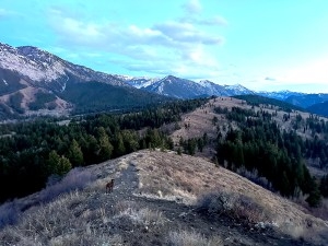 Sota the pudelpointer follows a ridge in the northern Wyoming Range, pictured here in 2023, which includes large chunks of inventoried roadless area. (Mike Koshmrl/WyoFile)