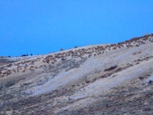 UW research values Wyoming’s elk, mule deer and pronghorn at a stunning $6B