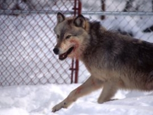 Wolf 10M photographed in the Rose Creek pen inside Yellowstone National Park in 1995. A suspected alpha male, the wolf weighed 122 pounds when he was captured in Canada. (Jim Peaco/National Park Service)