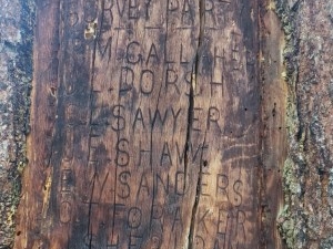 Wilderness advocates delay removal of tree ‘Yellowstone Forest Reserve’ surveyors inscribed in 1893