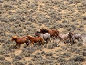 Wild horses run through the sagebrush during an August 2025 roundup to reduce the size of the Adobe Town Herd. (Allegra Keenoo and Jacqueline Alderman/Bureau of Land Management)