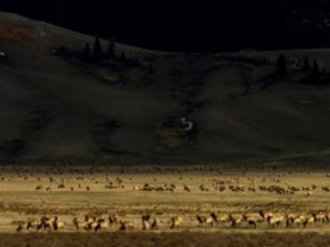 U.S. Fish and Wildlife staff tumbles by a quarter in Director Brian Nesvik’s home state of Wyoming