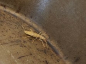 University of Wyoming student finds elusive insect in Yellowstone alpine