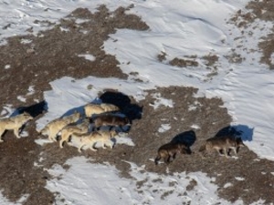 No Mollie’s Pack, Yellowstone wolves killed, state reports after hunt area’s quick close