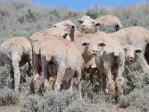 A packed-together flock of eight ewe sheep breaking from a midday meal browsing the foothills of the Bridger Mountains northeast of Shoshoni on June 3, 2026. (Mike Koshmrl/WyoFile)