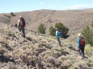 Cheatgrass is invading the best sagebrush left in the West. How can Wyoming hold the line?