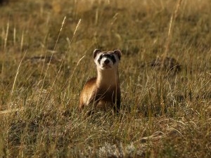 No black-footed ferrets found in Meeteetse, 40 years after a rescue saved the species
