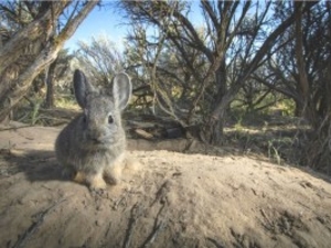 A pygmy rabbit pictured as an exhibit in a May 2026 lawsuit that seeks to compel the U.S. Fish and Wildlife Service to decide on whether the species merits Endangered Species Act protections. (Morgan Heim)