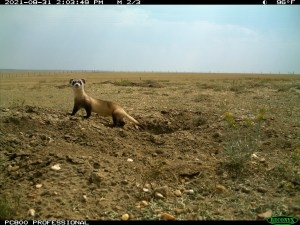 Black-footed ferrets aren’t thriving anywhere, but in Wyoming’s Shirley Basin they’re faring OK and even dispersing