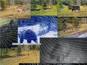 (Source photos: Neighbors to Nature. Illustration by Tennessee Watson/WyoFile)