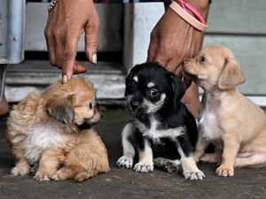 Screwworm was found in a dog in Texas. What does that mean for your pets?
