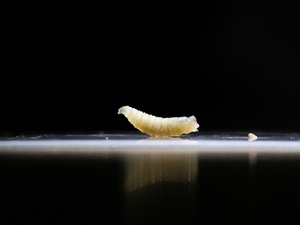 What to know about screwworm in Texas
