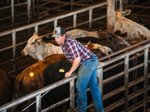 “Survival of the fittest”: Insiders say screwworm could improve the Texas cattle industry, beef