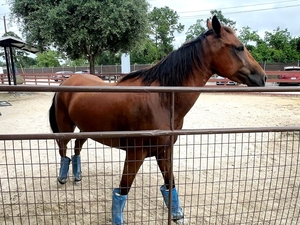 “Mass euthanasias”: Screwworm could have deeper implications for Texas’ already-crowded animal shelters