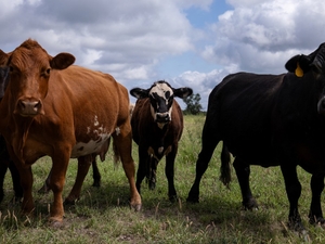 U.S. will begin limited imports of Mexican cattle as screwworm outbreak continues