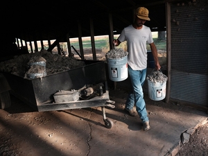 After years of hardship, Texas agriculture faces a new threat