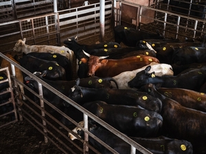 Cattle associations say ICE operations are disrupting Texas agriculture industry, will cause higher beef prices