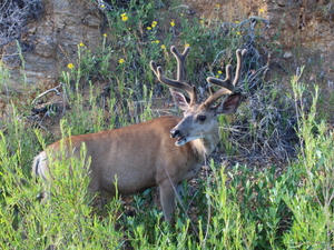 Ever wonder what happens to roadkill? We asked the Oklahoma Department of Transportation