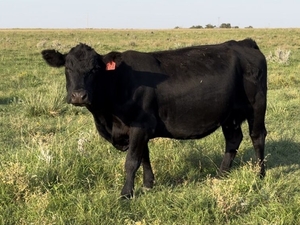 Oklahoma cattlemen criticize beef import decision