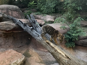 Temperatures to increase next week. Oklahoma City Zoo shortens hours in response