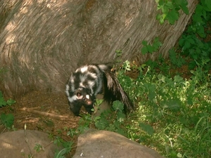 Federal government considers Endangered Species Act protections for Oklahoma skunk