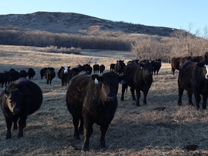 North Dakota judge weighs decision in Beef Commission membership lawsuit
