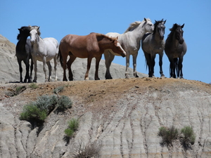 Fate of wild horses far from certain