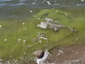 Beware of dangerous algae on North Dakota lakes, officials say