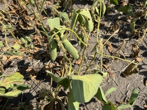 July heat produces ‘flash drought’ with more than half of North Dakota affected